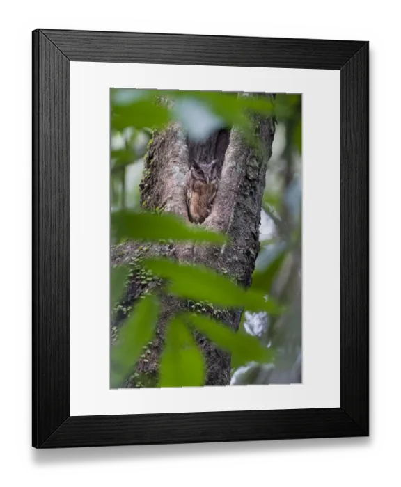 Framed Print : Tropical Screech Owl (Megascops choliba) perched in tree hole in rainforest canopy Framed Print : Tropical Screech Owl (Megascops choliba) perched in tree hole in rainforest canopy