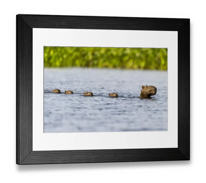 Framed Print : Female Capybara (Hydrochoerus hydrochaeris) swimming in line with young after escaping Framed Print : Female Capybara (Hydrochoerus hydrochaeris) swimming in line with young after escaping