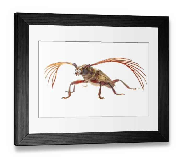 Framed Print : Longhorn beetle (Cerambycidae) Danum Valley, Sabah, Borneo Framed Print : Longhorn beetle (Cerambycidae) Danum Valley, Sabah, Borneo