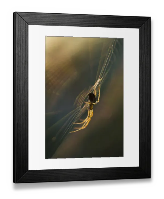 Framed Print : Long-jawed orbweaver (Metellina segmentata) in web at sunset. Dunwich Heath, Suffolk Framed Print : Long-jawed orbweaver (Metellina segmentata) in web at sunset. Dunwich Heath, Suffolk