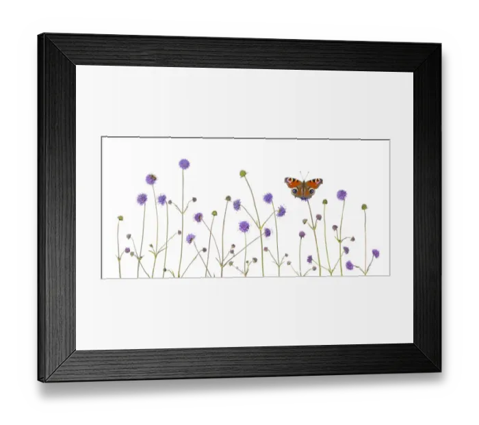 Framed Print : Devil s-bit scabious (Succisa pratensis) and Peacock butterfly (Inachis io) Peak Framed Print : Devil s-bit scabious (Succisa pratensis) and Peacock butterfly (Inachis io) Peak