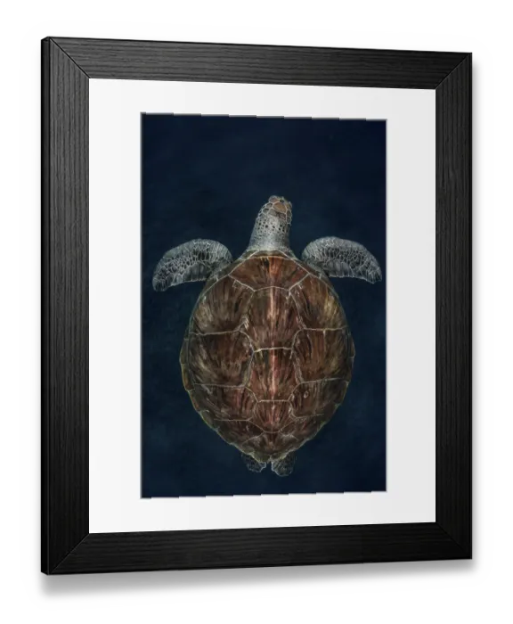 Framed Print : Juvenile Green turtle (Chelonia mydas) Armenime cove, South Tenerife, Canary Island Framed Print : Juvenile Green turtle (Chelonia mydas) Armenime cove, South Tenerife, Canary Island