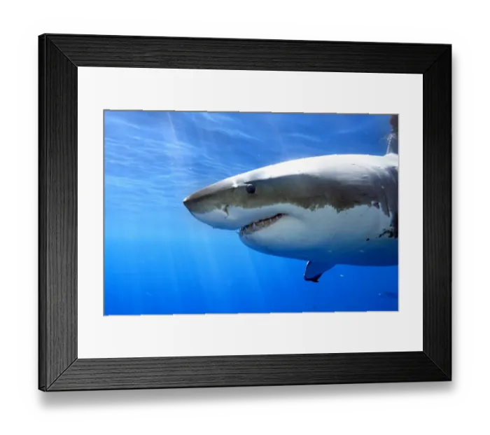 Framed Print : Great white shark (Carcharodon carcharias) Guadalupe Island or Isla Guadalupe, Pacific Ocean Framed Print : Great white shark (Carcharodon carcharias) Guadalupe Island or Isla Guadalupe, Pacific Ocean