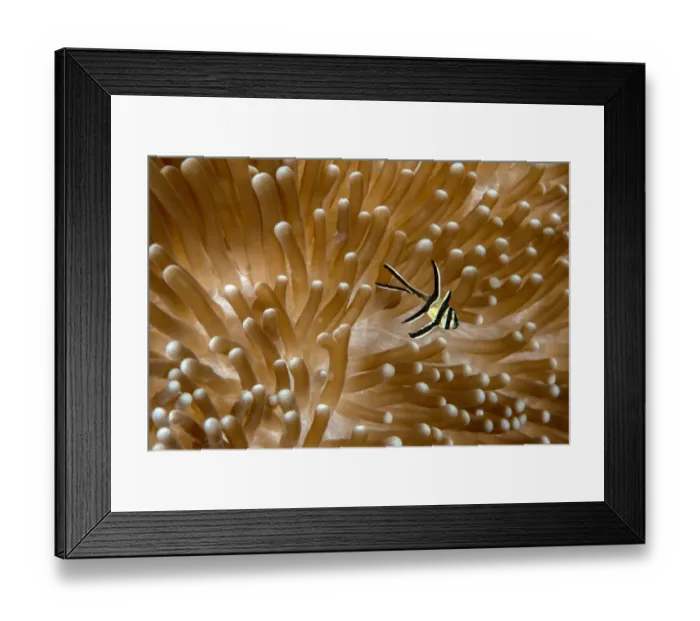 Framed Print : Juvenile Banggai cardinalfish (Pterapogon kauderni) with sea anemone (Heteractis magnifica) Framed Print : Juvenile Banggai cardinalfish (Pterapogon kauderni) with sea anemone (Heteractis magnifica)