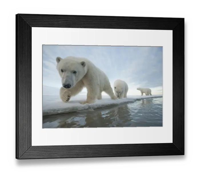 Framed Print : Polar bear (Ursus maritimus) sow with two juveniles walk along the ice edge during autumn freeze up Framed Print : Polar bear (Ursus maritimus) sow with two juveniles walk along the ice edge during autumn freeze up