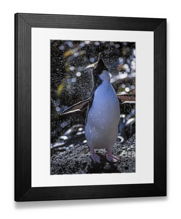 Framed Print : Erect-crested penguins (Eudyptes sclateri) bathing and preening prior to moulting Framed Print : Erect-crested penguins (Eudyptes sclateri) bathing and preening prior to moulting
