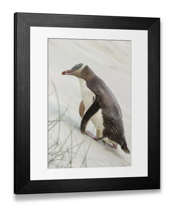 Framed Print : Yellow-eyed penguin (Megadyptes antipodes) walking up a sand dune towards its nest Framed Print : Yellow-eyed penguin (Megadyptes antipodes) walking up a sand dune towards its nest