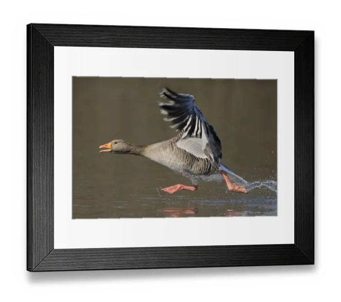 Framed Print : Greylag goose (Anser anser) taking flight from lake. Southern Norway. March