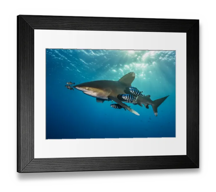 Framed Print : Oceanic whitetip shark (Carcharhinus longimanus) accompanied by pilotfish (Naucrates Framed Print : Oceanic whitetip shark (Carcharhinus longimanus) accompanied by pilotfish (Naucrates