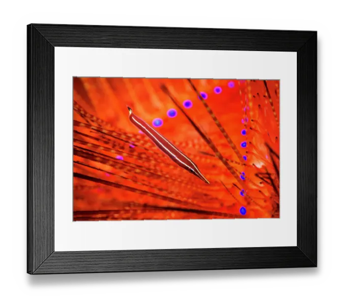 Framed Print : Yellow stripe clingfish (Diademichthys lineatus) living in association with the Fire Urchin (Astropyga radiata) Lembeh Strait, North Sulawesi, Indonesia Framed Print : Yellow stripe clingfish (Diademichthys lineatus) living in association with the Fire Urchin (Astropyga radiata) Lembeh Strait, North Sulawesi, Indonesia