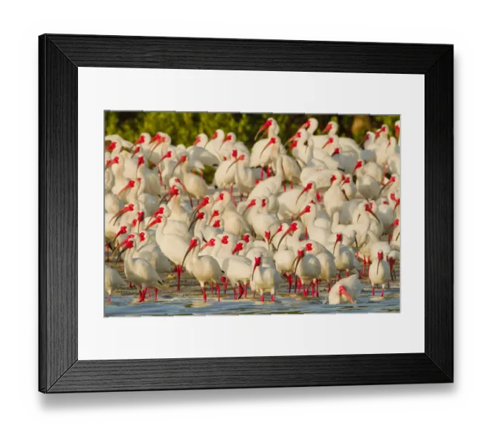 Framed Print : Flock of White ibis (Eudocimus albus) in breeding plumage, at rookery on water s