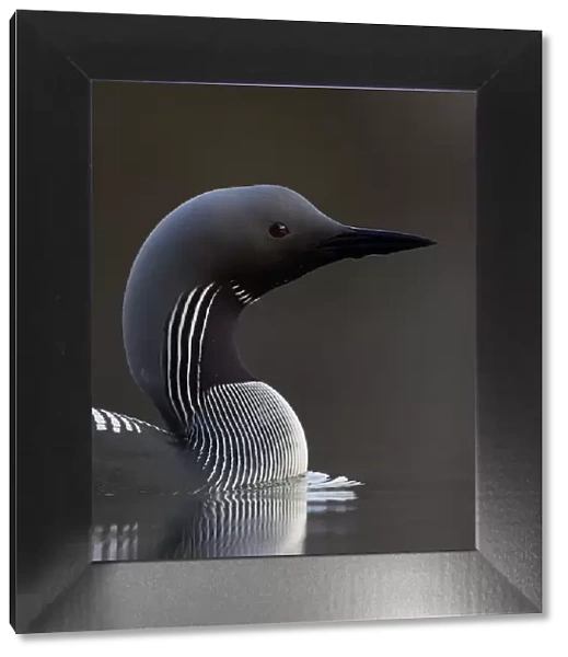 Black-throated diver (Gavia arctica) on water, Finland, May