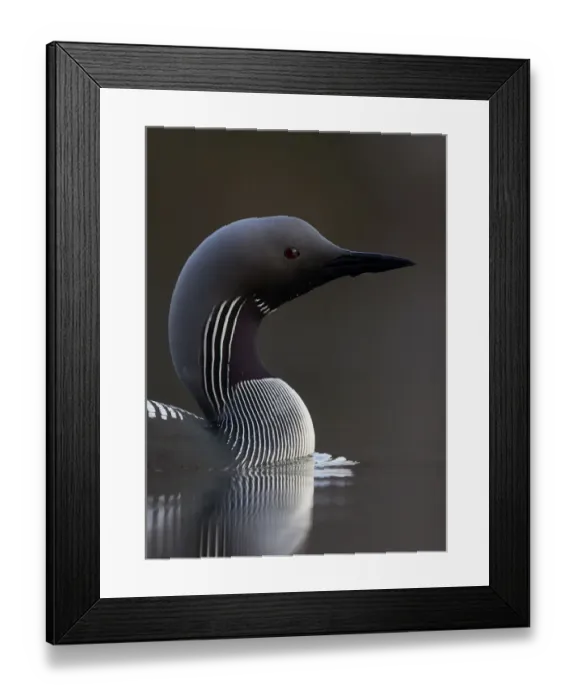 Framed Print : Black-throated diver (Gavia arctica) on water, Finland, May Framed Print : Black-throated diver (Gavia arctica) on water, Finland, May