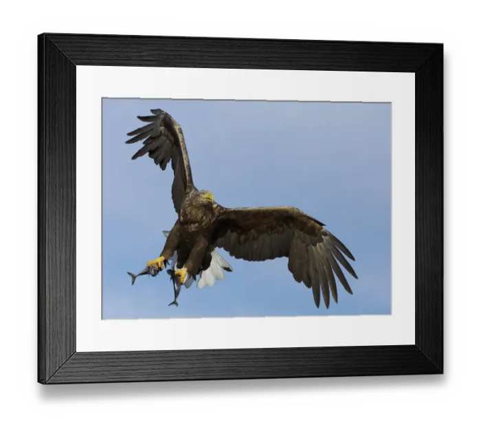 Framed Print : White-tailed eagle (Haliaeetus albicilla) with two fish in talons, Norway, October Framed Print : White-tailed eagle (Haliaeetus albicilla) with two fish in talons, Norway, October