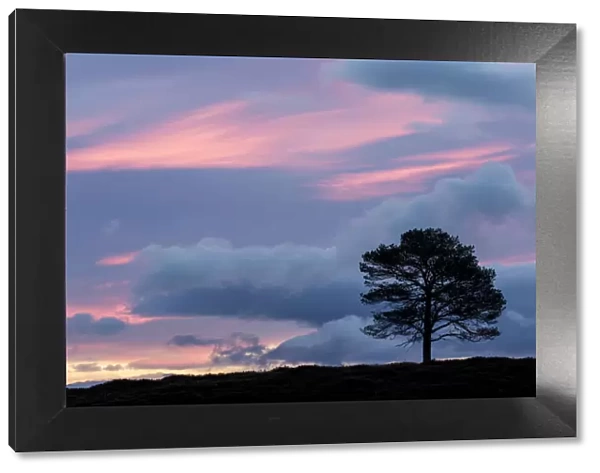 Scots Pine (Pinus sylvestris) silhouetted at dawn, Cairngorms National Park, Scotland