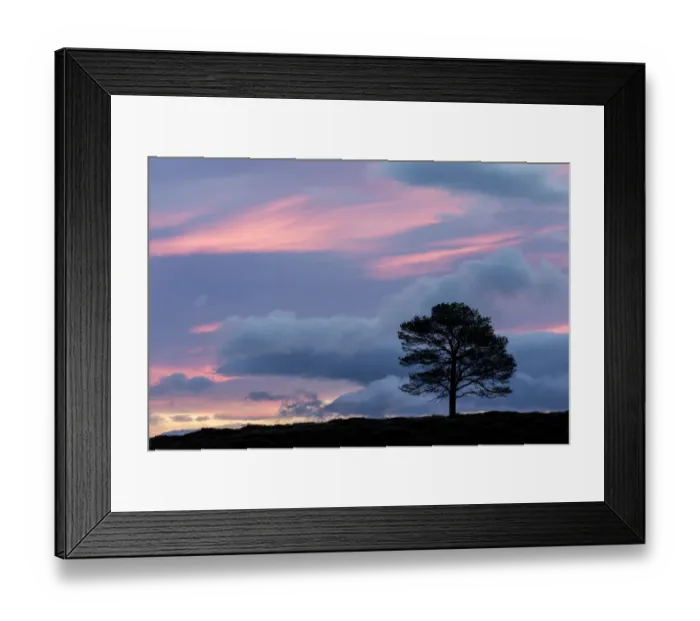 Framed Print : Scots Pine (Pinus sylvestris) silhouetted at dawn, Cairngorms National Park, Scotland Framed Print : Scots Pine (Pinus sylvestris) silhouetted at dawn, Cairngorms National Park, Scotland