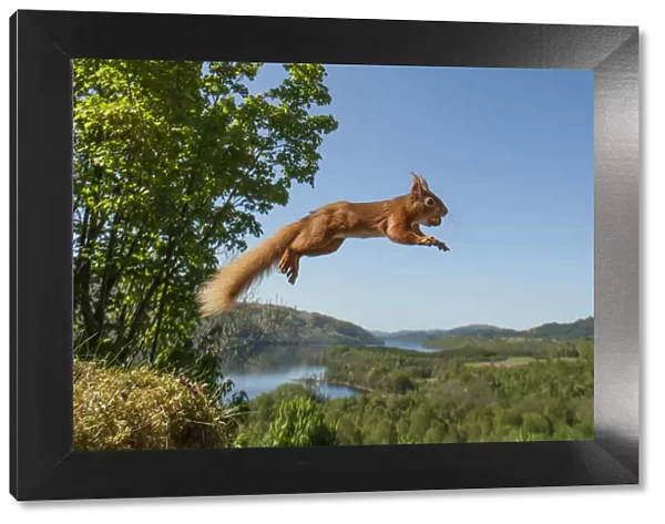 Red squirrel (Sciurus vulgaris) leaping with nut in mouth. Scotland, UK. Small repro only
