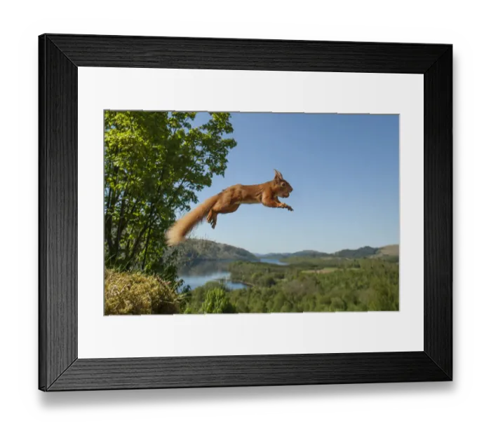 Framed Print : Red squirrel (Sciurus vulgaris) leaping with nut in mouth. Scotland, UK. Small repro only Framed Print : Red squirrel (Sciurus vulgaris) leaping with nut in mouth. Scotland, UK. Small repro only