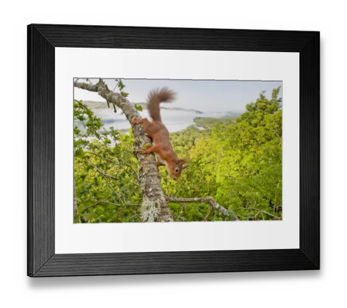 Framed Print : Red squirrel (Sciurus vulgaris) on branch in oak woodland with Loch Awe in background