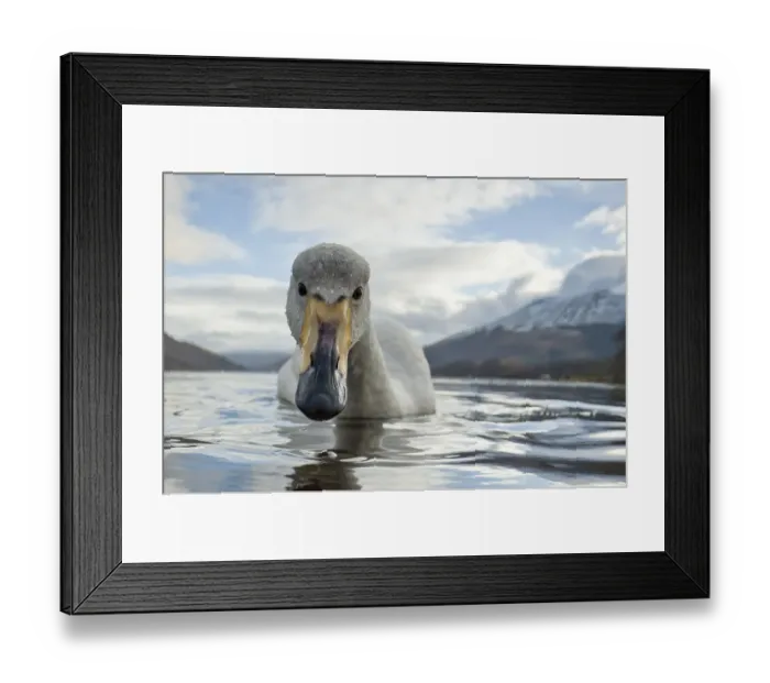 Framed Print : Whooper Swan (Cygnus cygnus) with snowy mountains behind, Loch Etive, Agyll and Bute