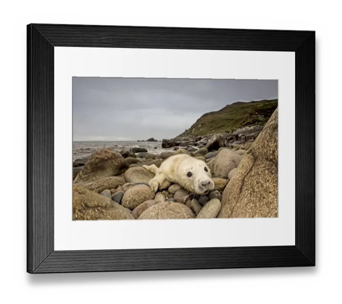 Framed Print : Grey seal (Halichoerus grypus) pup hauled out on rocky beach, west coast of Scotland, September