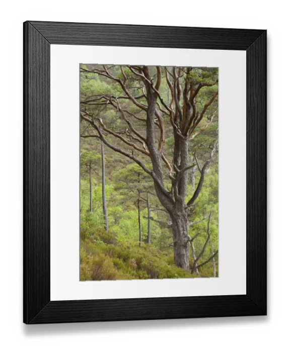 Framed Print : Scots pine tree (Pinus sylvestris) in natural woodland, Beinn Eighe NNR, Highlands Framed Print : Scots pine tree (Pinus sylvestris) in natural woodland, Beinn Eighe NNR, Highlands