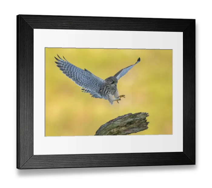 Framed Print : Kestrel (Falco tinnunculus) female alighting onto perch, Scotland, UK Framed Print : Kestrel (Falco tinnunculus) female alighting onto perch, Scotland, UK