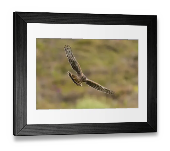 Framed Print : Hen harrier (Circus cyaneus) recently fledged chick in flight, Scotland, UK. July Framed Print : Hen harrier (Circus cyaneus) recently fledged chick in flight, Scotland, UK. July