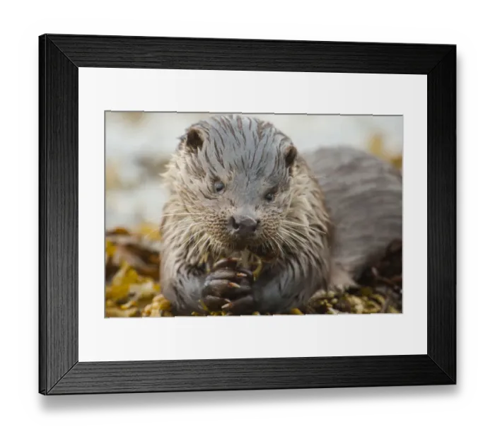 Framed Print : European river otter (Lutra lutra) feeding on a Scorpion fish (Taurulus bubalis) Framed Print : European river otter (Lutra lutra) feeding on a Scorpion fish (Taurulus bubalis)