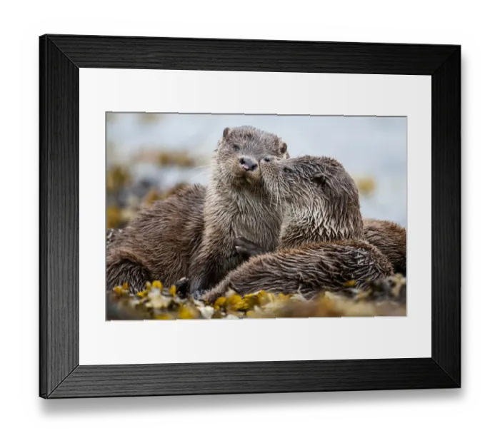 Framed Print : European river otter (Lutra lutra) cub grooming sibling, Shetland, Scotland, UK, July Framed Print : European river otter (Lutra lutra) cub grooming sibling, Shetland, Scotland, UK, July
