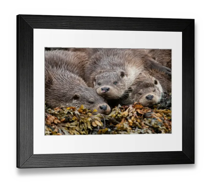 Framed Print : A family of otters rest on the intertidal seaweed. European river otter (Lutra lutra) Shetland, Scotland, UK, July Framed Print : A family of otters rest on the intertidal seaweed. European river otter (Lutra lutra) Shetland, Scotland, UK, July