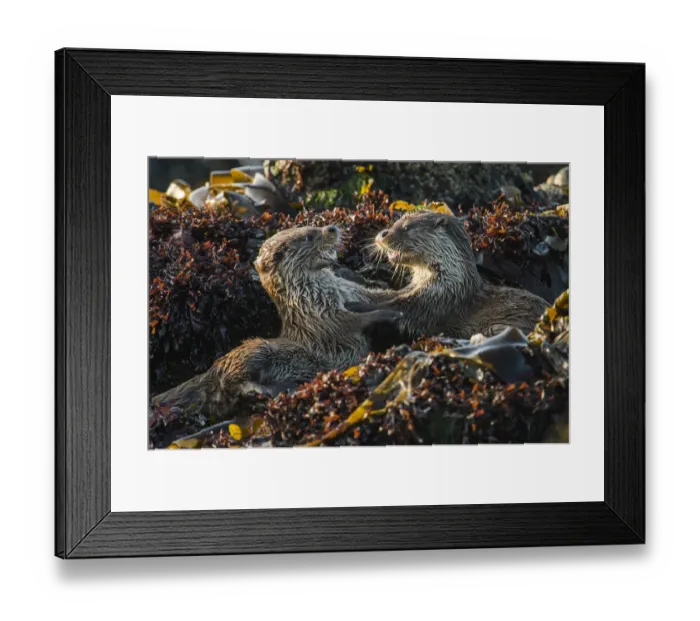Framed Print : European river otter (Lutra lutra) cubs play fighting, Shetland, Scotland, UK, May Framed Print : European river otter (Lutra lutra) cubs play fighting, Shetland, Scotland, UK, May