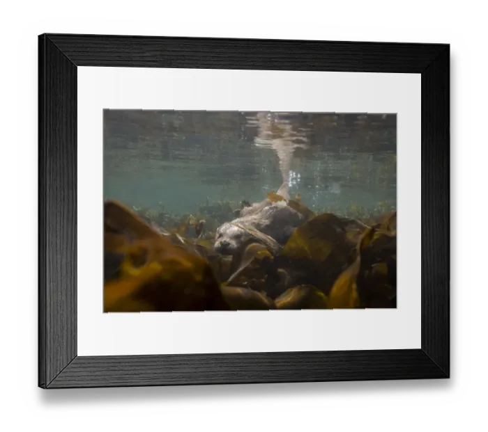 Framed Print : European river otter (Lutra lutra) swimming over kelp, Shetland, Scotland, UK, April Framed Print : European river otter (Lutra lutra) swimming over kelp, Shetland, Scotland, UK, April