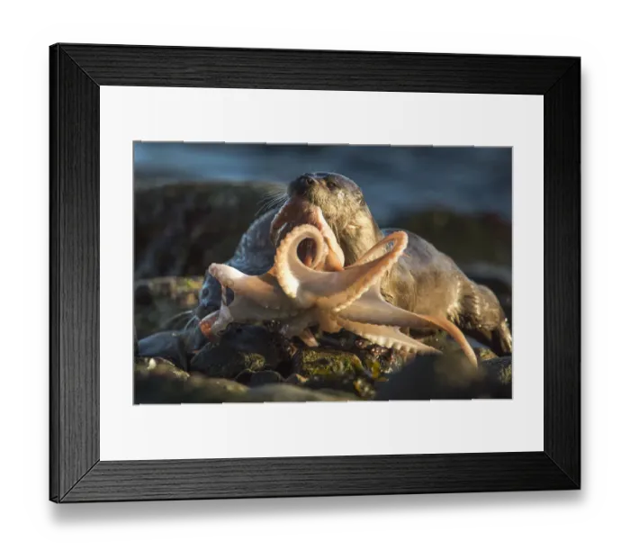 Framed Print : European river otter (Lutra lutra) female bringing octopus ashore for cub, Shetland Framed Print : European river otter (Lutra lutra) female bringing octopus ashore for cub, Shetland