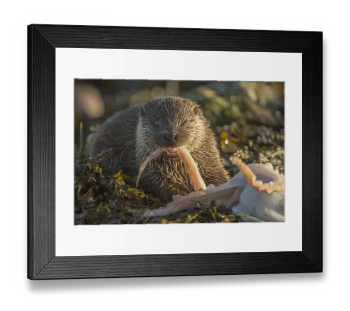 Framed Print : European river otter (Lutra lutra) cub aged five months feeding on octopus, Shetland Framed Print : European river otter (Lutra lutra) cub aged five months feeding on octopus, Shetland