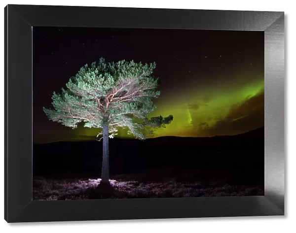 Scots pine (Pinus sylvestris) with Northern lights  /  Aurora borealis lighting up