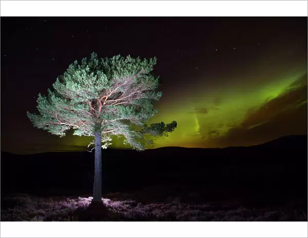 Scots pine (Pinus sylvestris) with Northern lights  /  Aurora borealis lighting up