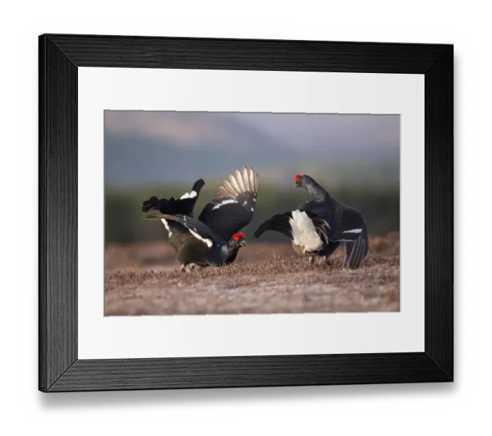 Framed Print : Two Black grouse (Tetrao tetrix) males displaying at a lek site at dawn, Cairngorms National Park Framed Print : Two Black grouse (Tetrao tetrix) males displaying at a lek site at dawn, Cairngorms National Park