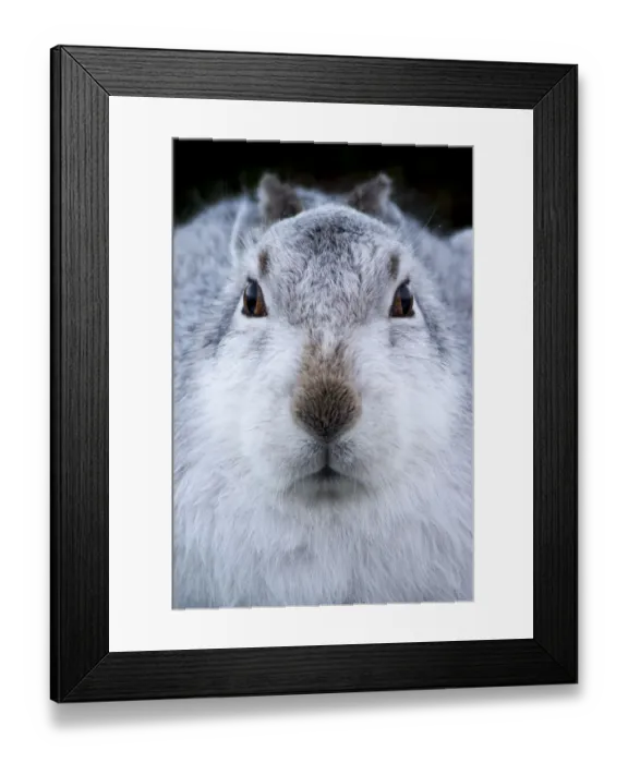 Framed Print : Mountain hare (Lepus timidus) in white winter coat, Cairngorms National Park, Scotland Framed Print : Mountain hare (Lepus timidus) in white winter coat, Cairngorms National Park, Scotland