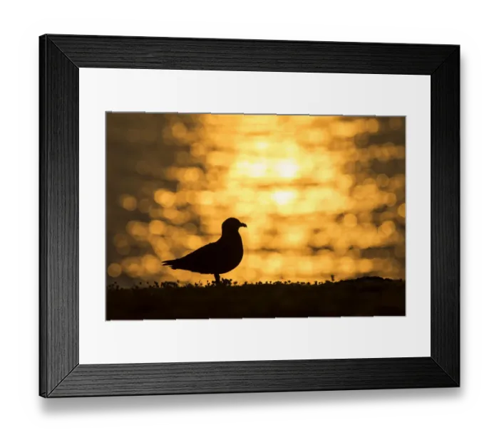 Framed Print : Great Skua (Stercorarius skua) silhouetted at sunrise, Fair Isle, Shetland, Scotland Framed Print : Great Skua (Stercorarius skua) silhouetted at sunrise, Fair Isle, Shetland, Scotland
