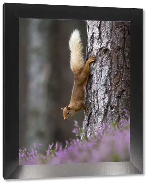 Red squirrel (Sciurus vulgaris) on tree trunk, Cairngorms National Park, Scotland, UK, August