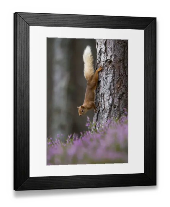 Framed Print : Red squirrel (Sciurus vulgaris) on tree trunk, Cairngorms National Park, Scotland, UK, August Framed Print : Red squirrel (Sciurus vulgaris) on tree trunk, Cairngorms National Park, Scotland, UK, August