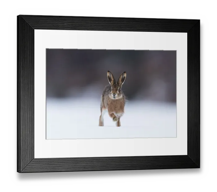 Framed Print : Brown hare (Lepus timidus) adult running across snow-covered field, Scotland, UK Framed Print : Brown hare (Lepus timidus) adult running across snow-covered field, Scotland, UK