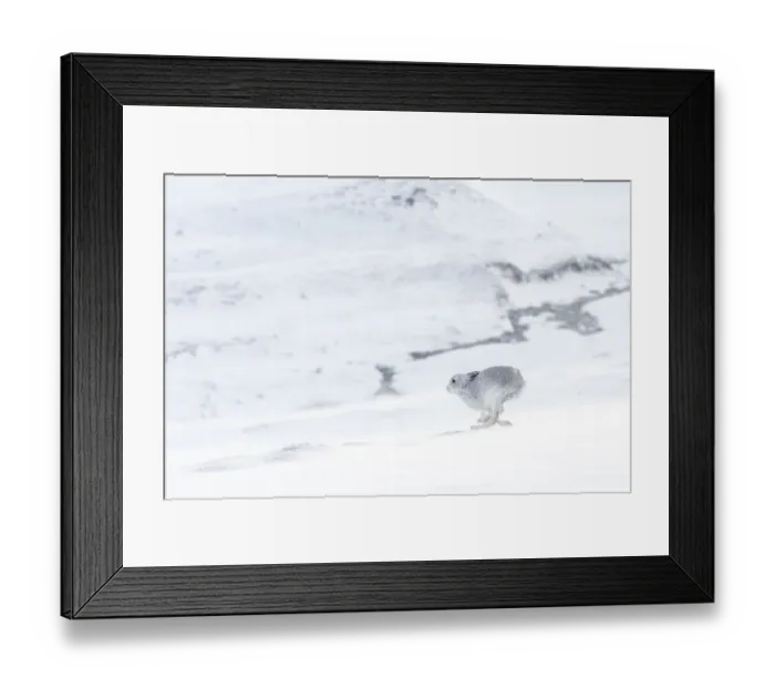 Framed Print : Mountain hare (Lepus timidus) in winter coat running across snow-covered upland, Scotland, UK Framed Print : Mountain hare (Lepus timidus) in winter coat running across snow-covered upland, Scotland, UK