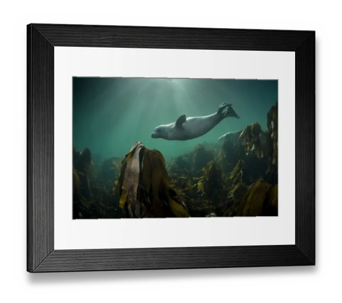 Framed Print : Grey seal (Halichoerus grypus) swimming over kelp forest, Shetland, Scotland, UK, August Framed Print : Grey seal (Halichoerus grypus) swimming over kelp forest, Shetland, Scotland, UK, August
