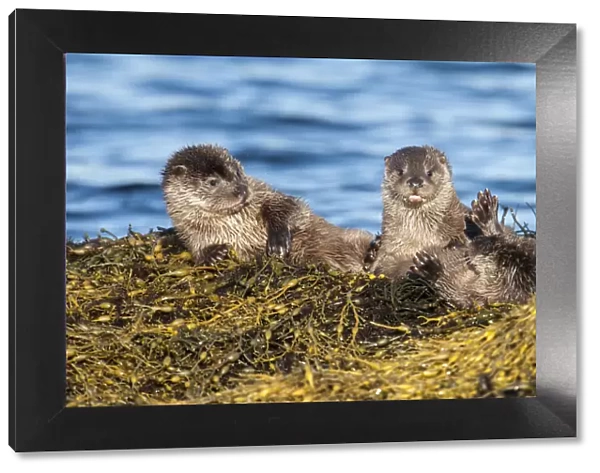 European river otter (Lutra lutra) cubs aged four months play fighting on Knotted wrack seaweed