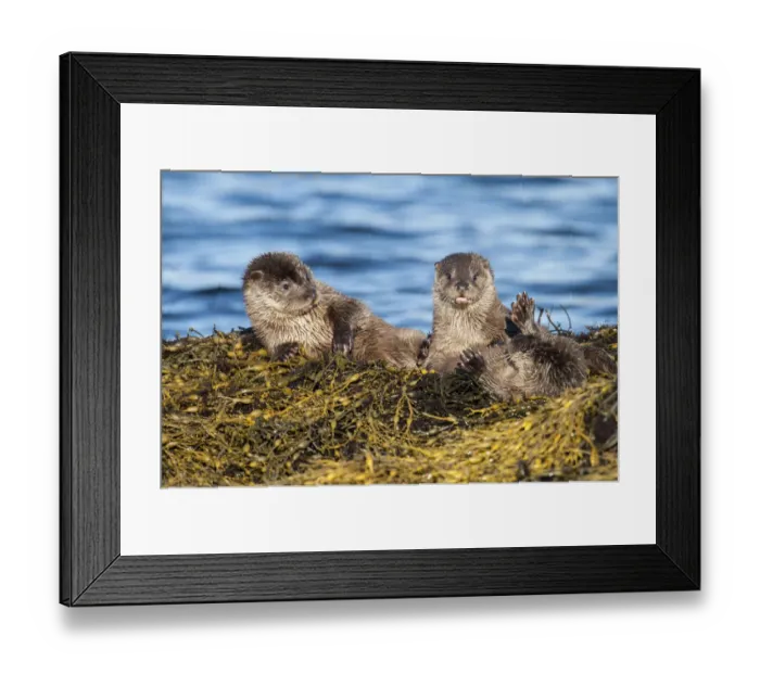 Framed Print : European river otter (Lutra lutra) cubs aged four months play fighting on Knotted wrack seaweed Framed Print : European river otter (Lutra lutra) cubs aged four months play fighting on Knotted wrack seaweed