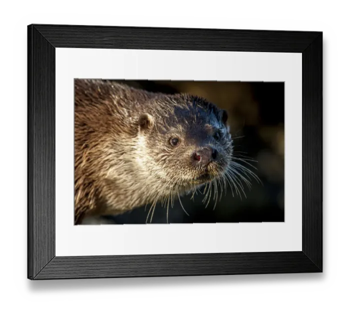 Framed Print : European river otter (Lutra lutra) close up portrait, Shetland, Scotland, UK, February Framed Print : European river otter (Lutra lutra) close up portrait, Shetland, Scotland, UK, February