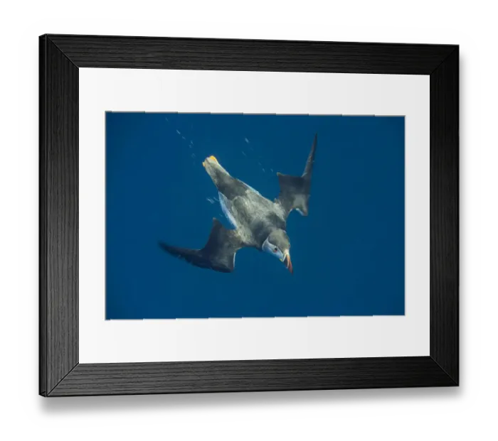 Framed Print : Atlantic puffin (Fratercula arctica) diving, North Rona, Outer Hebrides / Western Isles Framed Print : Atlantic puffin (Fratercula arctica) diving, North Rona, Outer Hebrides / Western Isles