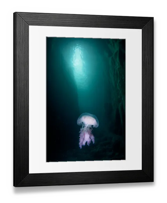 Framed Print : Mauve stinger (Pelagia noctiluca) at the entrance of a cave, Sula Sgeir, Outer Hebrides